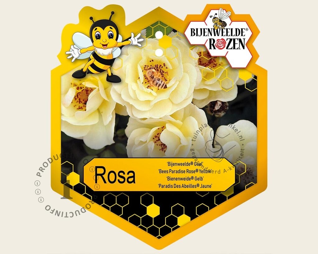 Rosa 'Bijenweelde Geel'