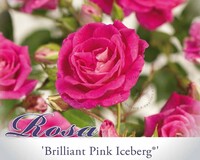 Rosa 'Brilliant Pink Iceberg'