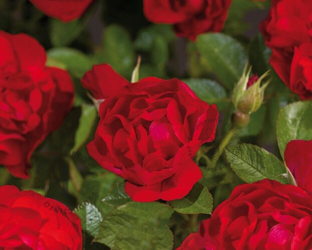 Rosa 'Hansaland'