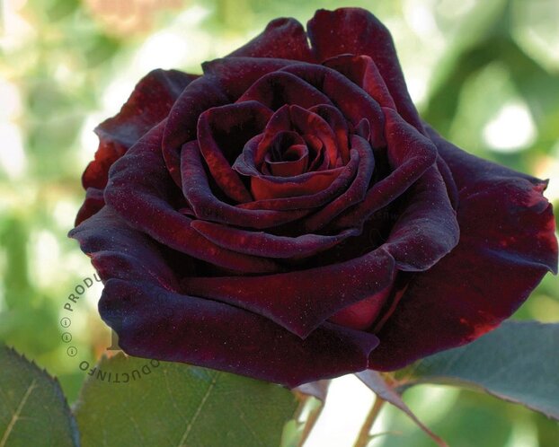Rosa 'Black Baccara'