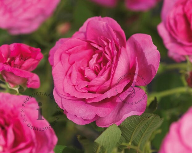 Rosa rugosa 'Rotes Meer'