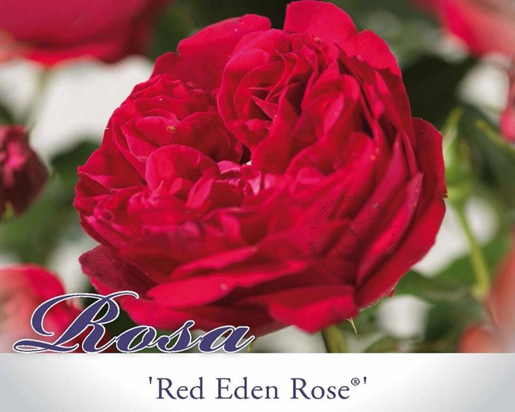 Rosa 'Red Eden Rose'