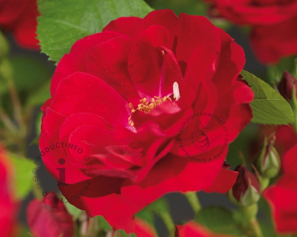 Rosa 'Flammentanz'