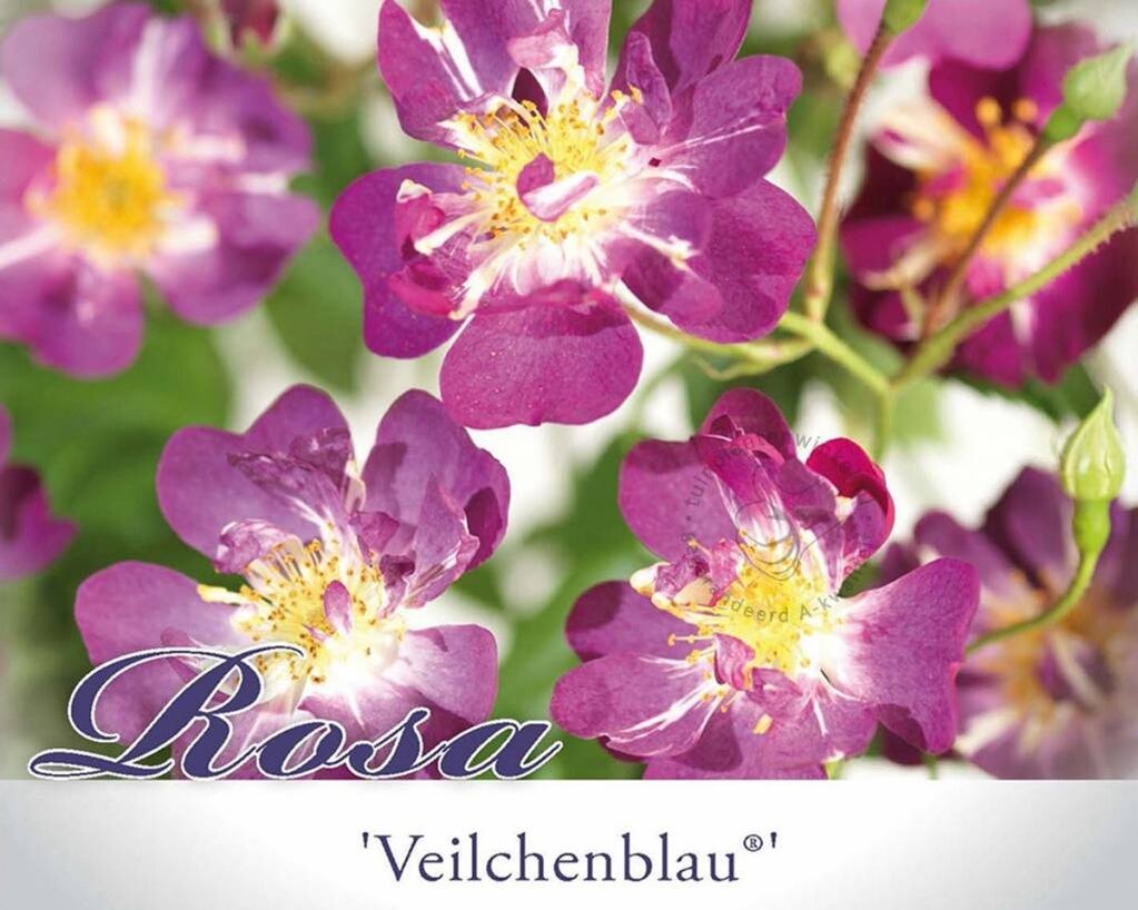 Rosa rambler 'Veilchenblau'