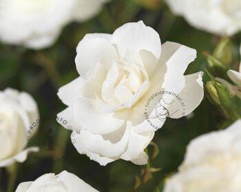 Rosa 'Climbing Iceberg'