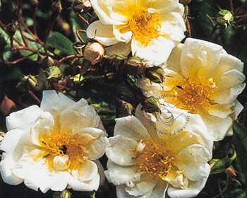 Rosa rambler 'Helena Lykkefund'