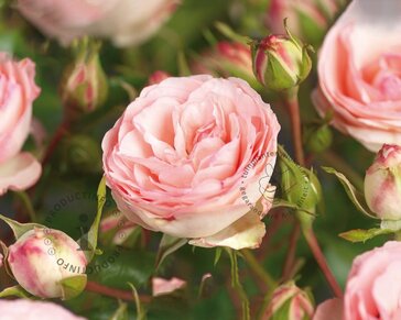 Rosa 'Mini Eden Rose'