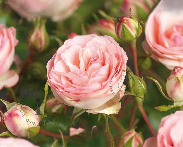 Rosa 'Mini Eden Rose'