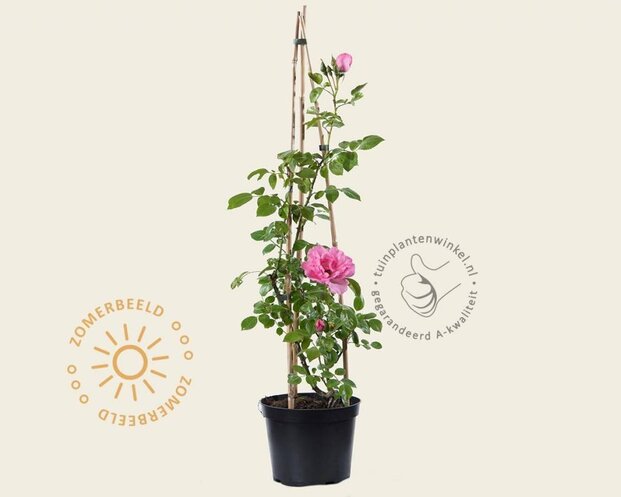 Rosa (klim) 'Bantry Bay'