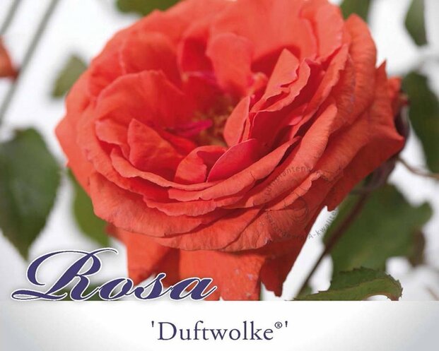 Rosa 'Duftwolke'