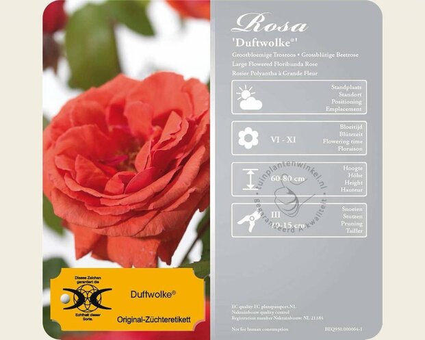 Rosa 'Duftwolke'