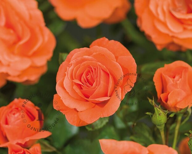 Rosa 'Newsflash'