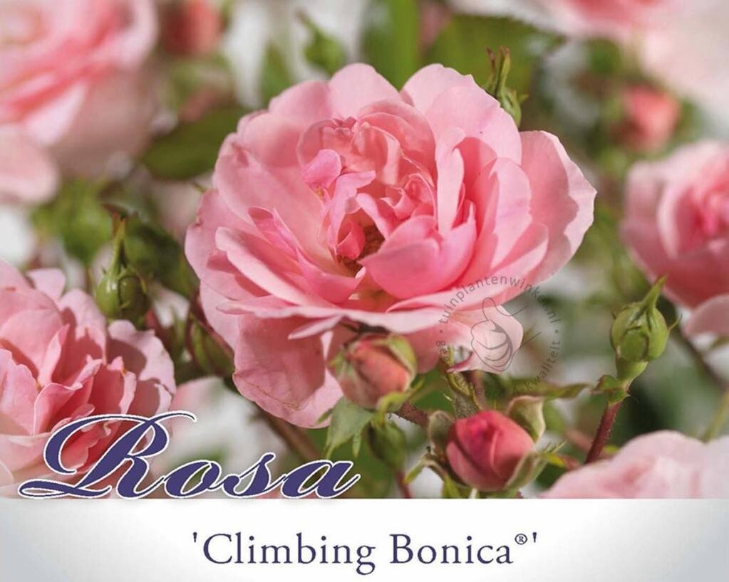 Rosa 'Climbing Bonica'