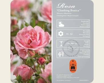 Rosa 'Climbing Bonica'