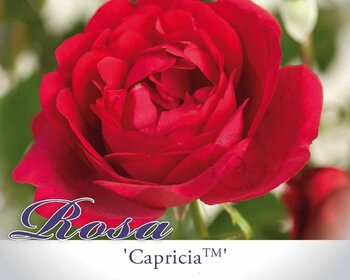 Rosa 'Capricia'