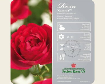 Rosa 'Capricia'