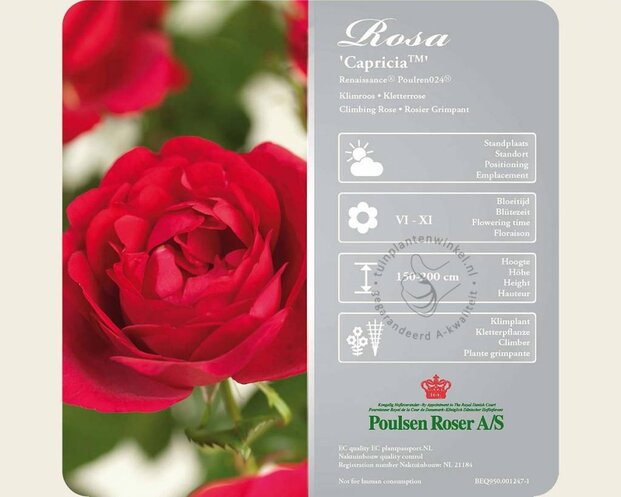 Rosa 'Capricia'