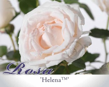 Rosa 'Helena'