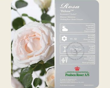 Rosa 'Helena'