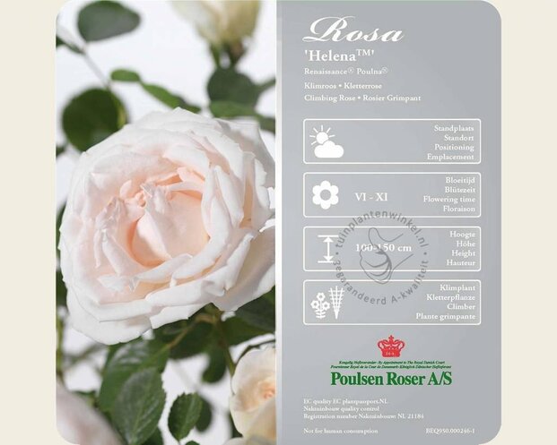 Rosa 'Helena'