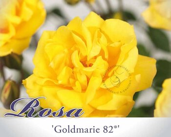 Rosa 'Goldmarie 82'