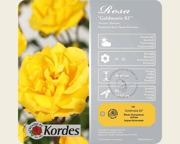 Rosa 'Goldmarie 82'