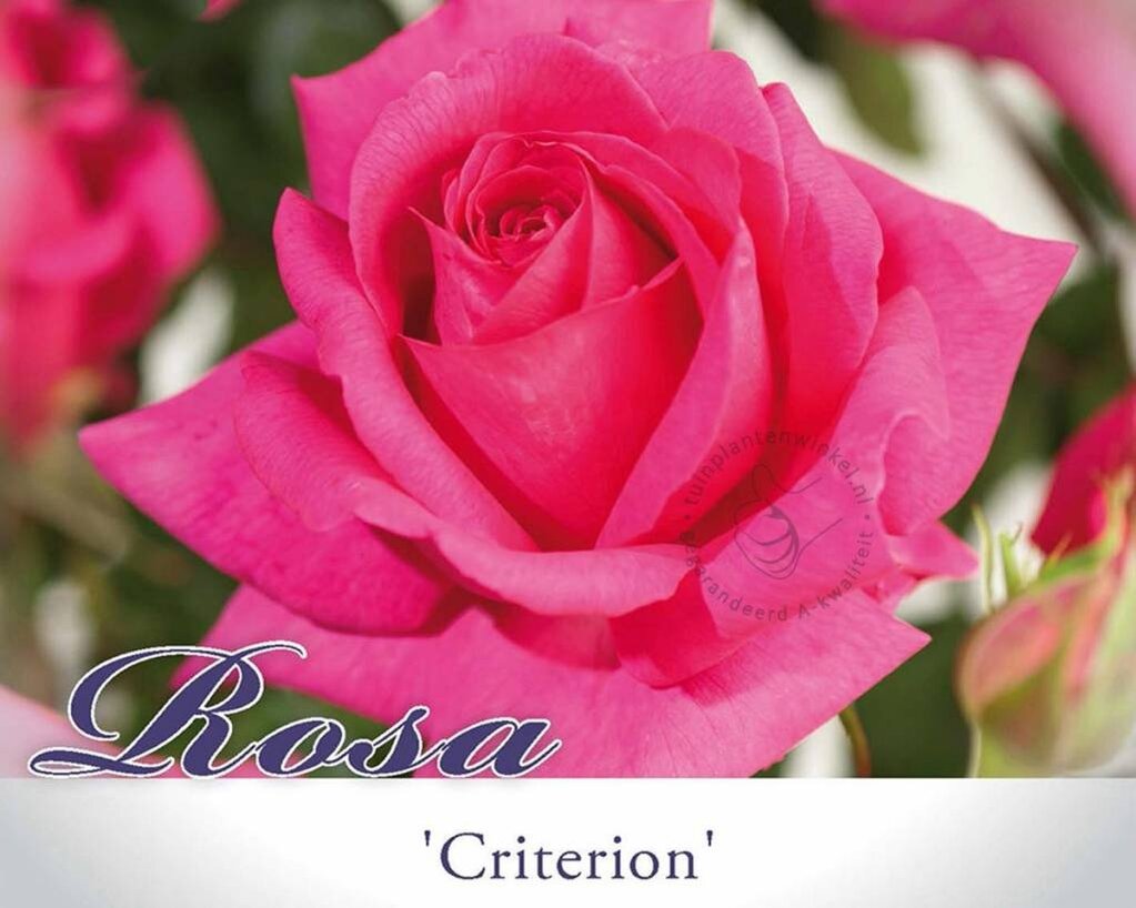 Rosa 'Criterion'