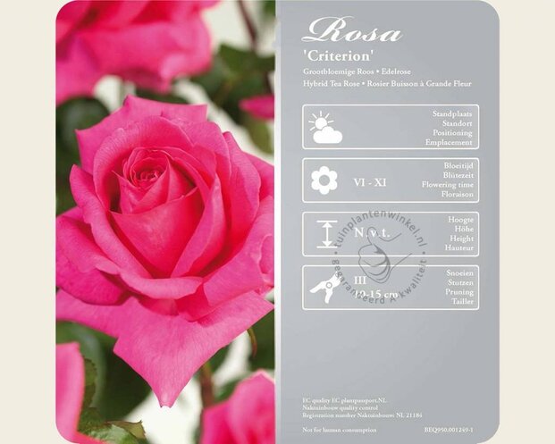 Rosa 'Criterion'