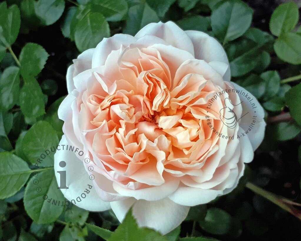 Rosa 'Garden of Roses'