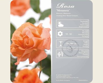 Rosa 'Metanoia'