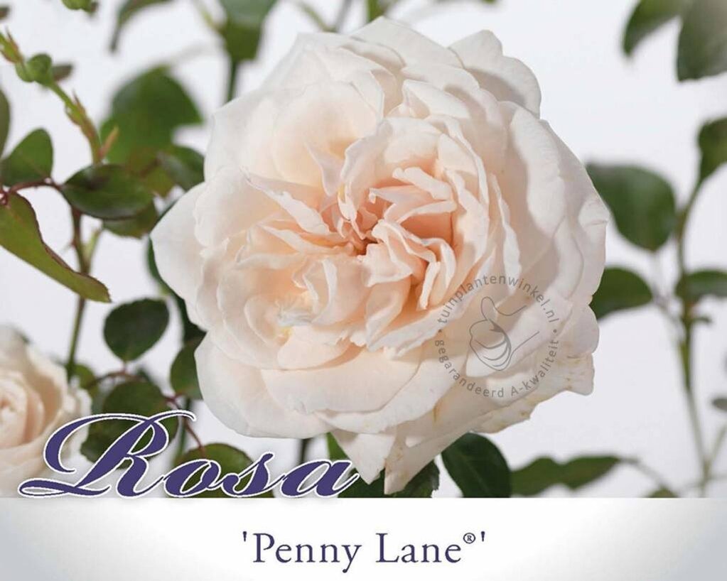 Rosa 'Penny Lane'