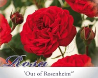 Rosa 'Out of Rosenheim'