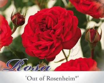 Rosa 'Out of Rosenheim' image