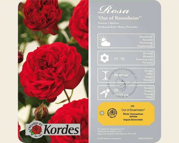 Rosa 'Out of Rosenheim'