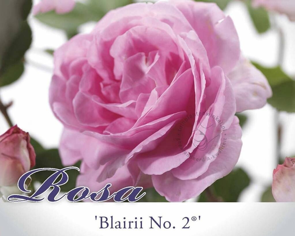 Rosa rambler 'Blairii no. 2'