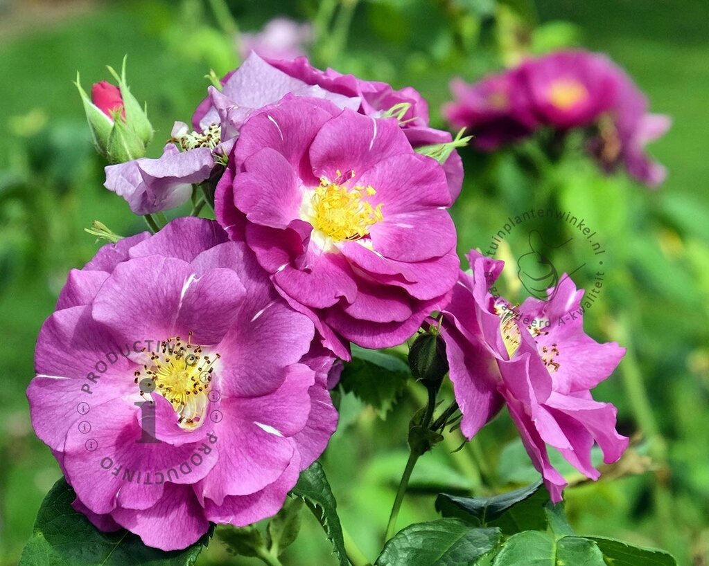 Rosa 'Rhapsody in Blue'