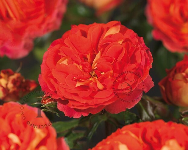 Rosa 'Gebrüder Grimm'