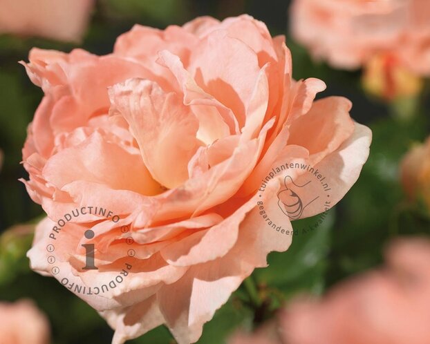 Rosa 'Bonita' (Renaissance)