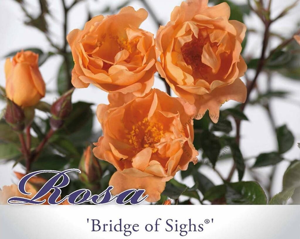 Rosa 'Bridge of Sighs'