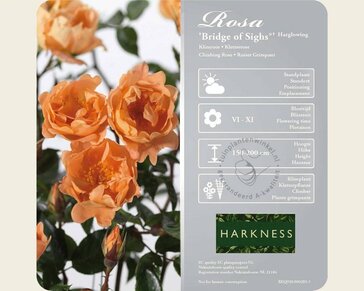 Rosa 'Bridge of Sighs'