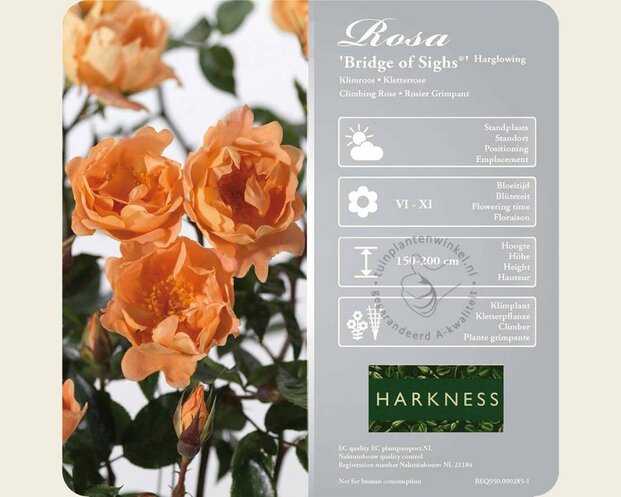 Rosa 'Bridge of Sighs'
