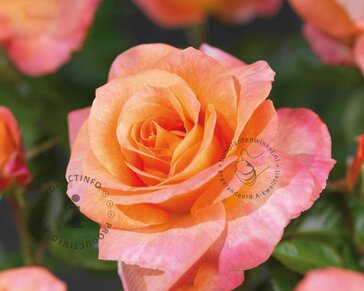 Rosa 'Britannia'