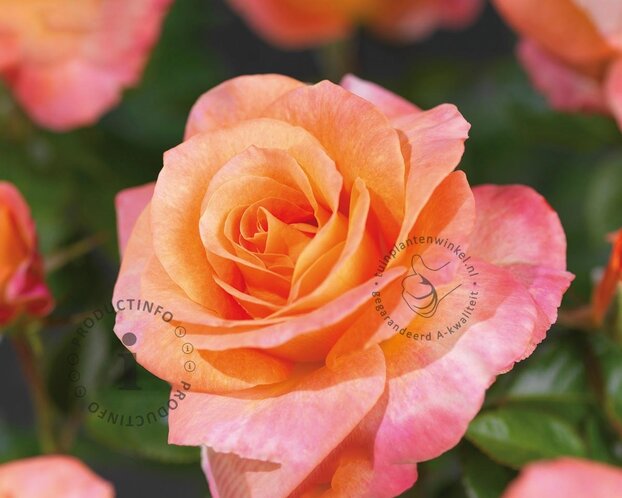 Rosa 'Britannia'