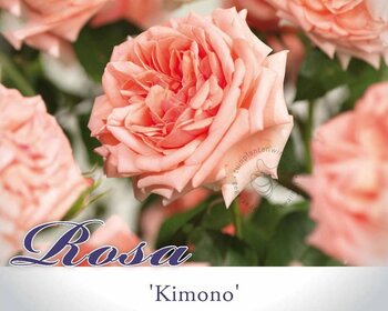 Rosa 'Kimono'