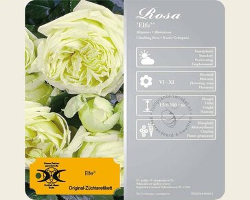 Rosa 'Elfe'