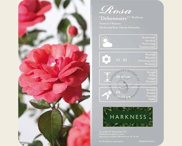 Rosa 'Debonnaire'