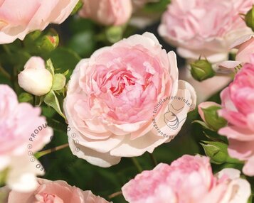 Rosa 'Jasmina' image