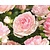Rosa 'Jasmina'