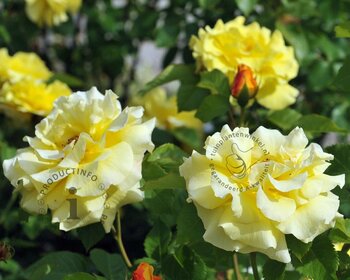 Rosa 'Lichtkönigin Lucia'