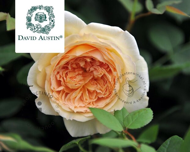 Rosa 'Bathsheba'